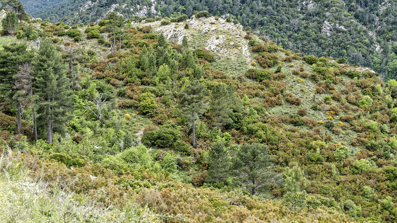 20230518 132433•Corte•Corsica•France